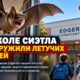 В Edgerton Elementary в Puyallup за две недели обнаружили семь летучих мышей