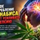 Частое употребление каннабиса связали с более тяжёлым течением эпилепсии