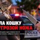 В Grant County женщину задержали после предполагаемого похищения кота с ножом