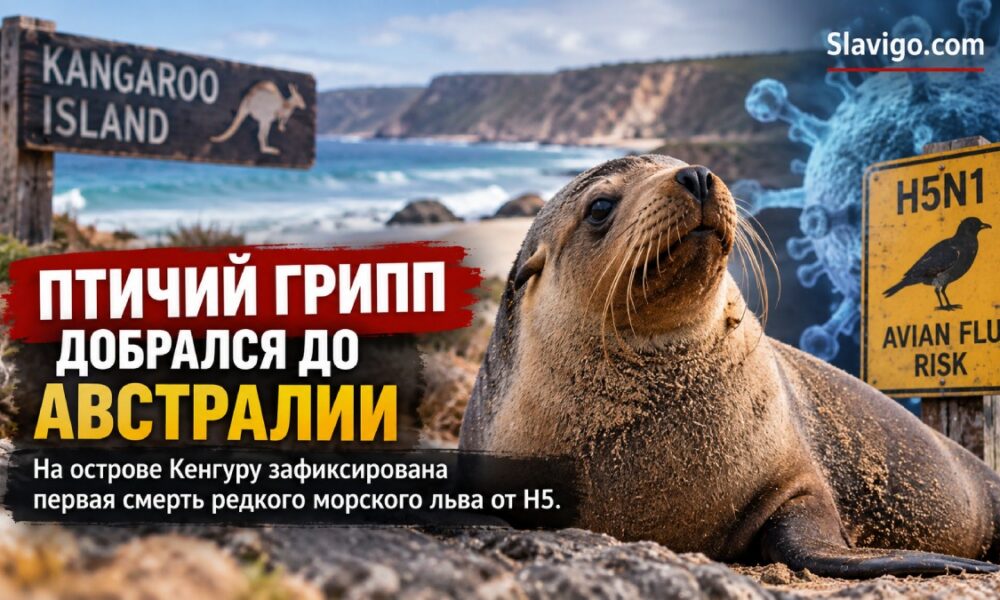 H5 впервые стал причиной смерти австралийского морского льва: что это значит для наблюдения