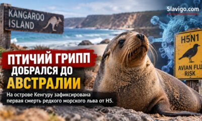H5 впервые стал причиной смерти австралийского морского льва: что это значит для наблюдения