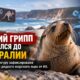 H5 впервые стал причиной смерти австралийского морского льва: что это значит для наблюдения