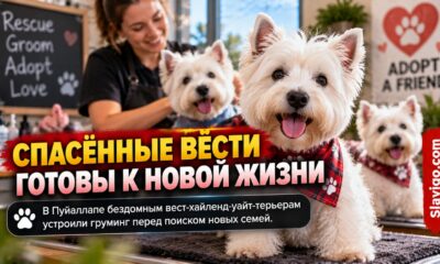 42 спасённых West Highland terriers подстригли и вымыли перед будущим устройством в семьи
