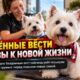 42 спасённых West Highland terriers подстригли и вымыли перед будущим устройством в семьи