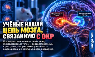 Учёные нашли новую цепь мозга, связанную с компульсивным поведением — пока у мышей