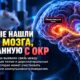 Учёные нашли новую цепь мозга, связанную с компульсивным поведением — пока у мышей