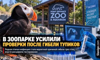 В Point Defiance Zoo подтвердили редкую бактерию после гибели трёх тупиков