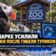 В Point Defiance Zoo подтвердили редкую бактерию после гибели трёх тупиков