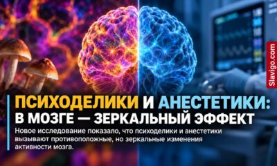 Психоделики и анестезия меняют связи мозга в противоположных направлениях