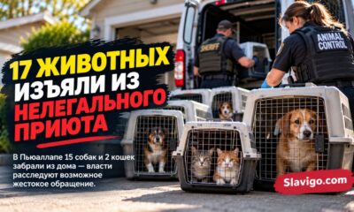 В Puyallup из нелицензированного rescue изъяли 15 собак и двух кошек
