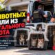 В Puyallup из нелицензированного rescue изъяли 15 собак и двух кошек