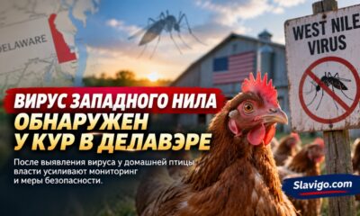 Куры-сигнальщики помогают раньше замечать вирус Западного Нила: как работает система