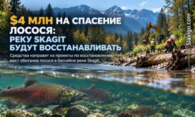 На восстановление лососевых местообитаний в бассейне Skagit выделили более $4 млн