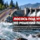 Возврат steelhead в Snake River оказался одним из самых слабых за десятилетия