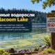 Для Steilacoom Lake объявили предупреждение из-за токсичных водорослей