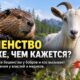 В США выросло число обращений из-за возможного бешенства, но рост самой инфекции не доказан