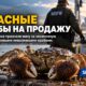 В Washington добились guilty plea по делу о незаконной продаже живых mitten crabs