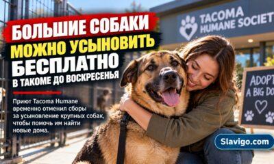 В Tacoma Humane временно отменили плату за усыновление крупных собак