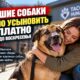 В Tacoma Humane временно отменили плату за усыновление крупных собак