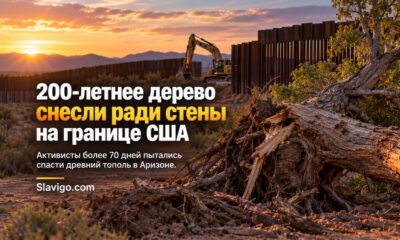 Строительство пограничной стены в Arizona рядом с уничтоженным старым деревом