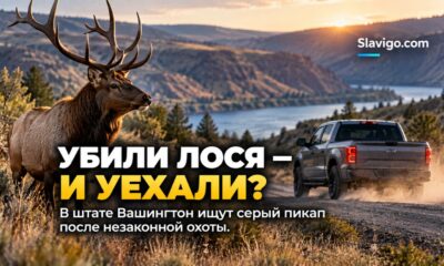 В Asotin County ищут серый пикап после незаконной добычи лося