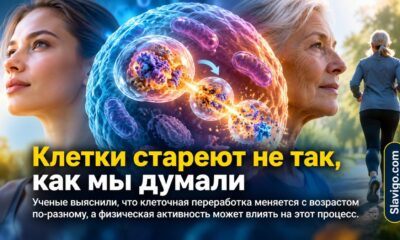Аутофагия не просто замедляется с возрастом: эффект зависит от типа клеток, пола и физической формы