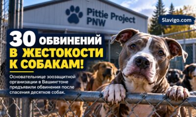 В Bellingham женщину подозревают в жестоком обращении с 30 собаками