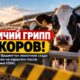 В Benton County молочное стадо отправили на карантин после выявления птичьего гриппа H5N1