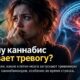 Учёные нашли нейроны, усиливающие тревогу после каннабиноидов — пока у мышей