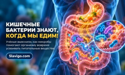 Кишечные бактерии помогают настраивать внутренние часы организма: новая работа