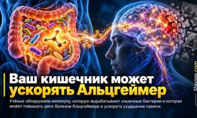 Молекулу кишечных бактерий связали с более быстрым снижением памяти и признаками болезни Альцгеймера