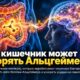 Молекулу кишечных бактерий связали с более быстрым снижением памяти и признаками болезни Альцгеймера