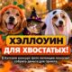 Cute dogs and cats dressed in whimsical tasteful Halloween costumes inside a warm animal shelter studio with autumn pumpkins, no signs or writing