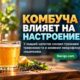 Комбуча изменила микробиом и поведение мышей: говорить о лечении тревоги у людей пока рано