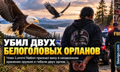Житель Lummi Nation признал вину в незаконном оружии и гибели двух белоголовых орланов