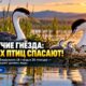 Возле Tri-Cities обнаружили колонии floating nests редких grebes; уровень Columbia регулируют для их защиты