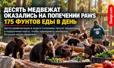 PAWS просит помощи: в Snohomish одновременно выхаживают десять медвежат