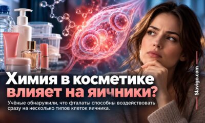 Фталаты воздействовали сразу на несколько типов клеток человеческого яичника