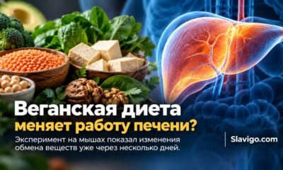 Отказ от животных белков быстро изменил работу печени у мышей: что это значит для веганской диеты