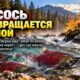 В Puget Sound начинается сезон наблюдения за нерестом coho и fall chinook