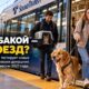 Редакционная иллюстрация: Sound Transit разрешил поездки с домашними животными в рамках пилотной программы