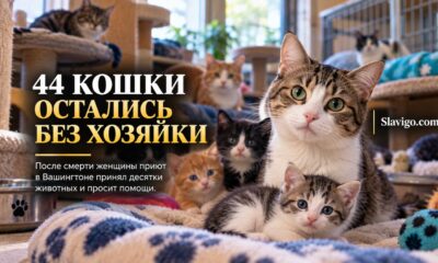 Приют в Puyallup принял 44 кошки после смерти их владелицы в Sumner