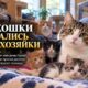 Приют в Puyallup принял 44 кошки после смерти их владелицы в Sumner