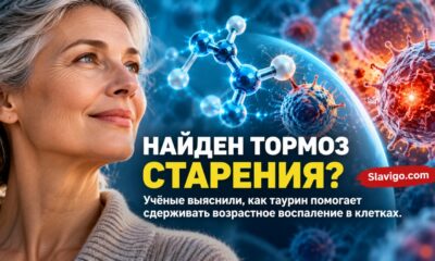 Таурин и воспаление при старении: учёные раскрыли новый клеточный механизм