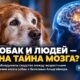 Учёные UW обнаружили сходство изменений мозга у стареющих собак и пациентов с Альцгеймером