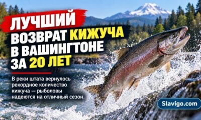 Washington может получить лучший возврат coho за 20 лет, но рыба задерживается у Issaquah