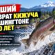 Washington может получить лучший возврат coho за 20 лет, но рыба задерживается у Issaquah