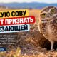 WDFW предлагает признать burrowing owl исчезающим видом в Washington