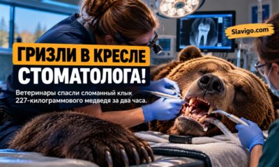 В школах Washington State University ветеринары вылечили зуб 500-фунтовому гризли